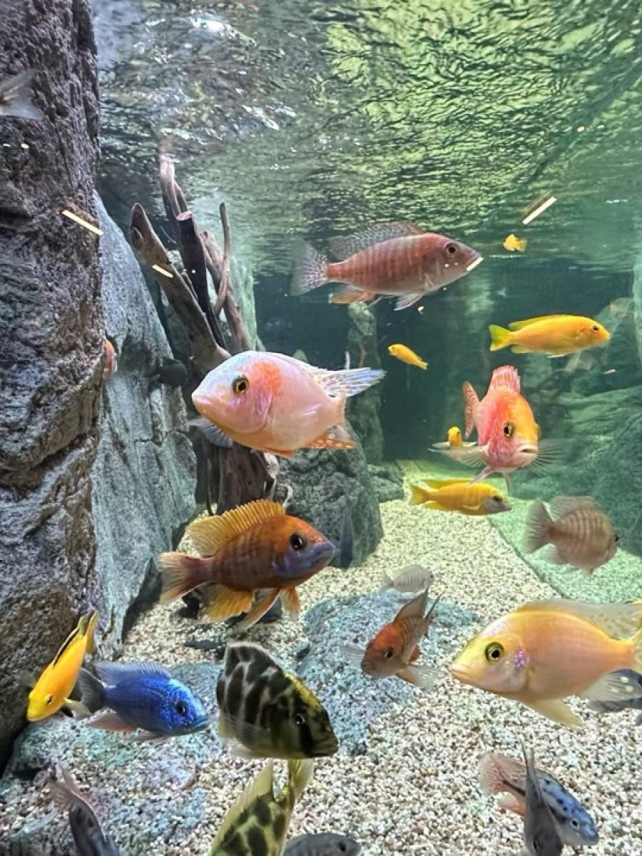 Salz- oder Süsswasseraquarium